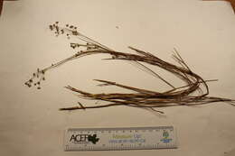 Imagem de Juncus alpinoarticulatus Chaix