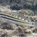 Image de Amblygobius bynoensis (Richardson 1844)