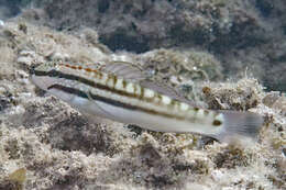 صورة Amblygobius bynoensis (Richardson 1844)