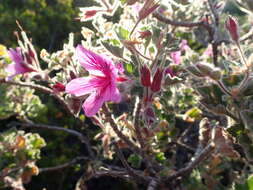 Слика од Pelargonium cucullatum (L.) L'Her.