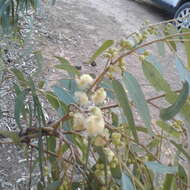 Слика од Eucalyptus camaldulensis subsp. refulgens Brooker & M. W. Mc Donald