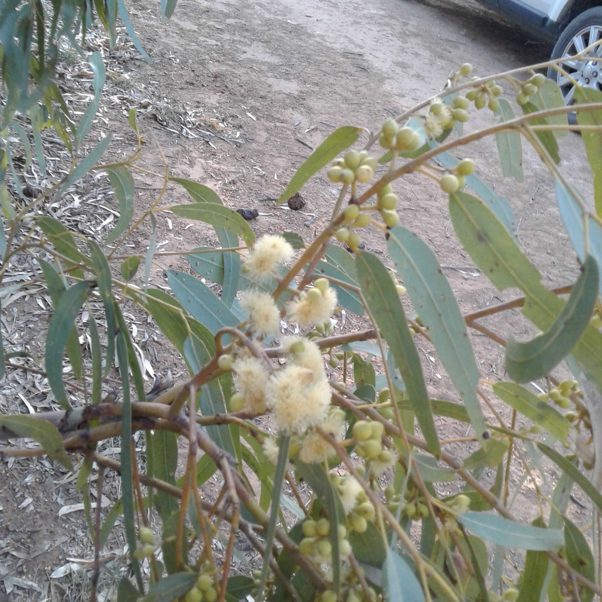 Слика од Eucalyptus camaldulensis subsp. refulgens Brooker & M. W. Mc Donald