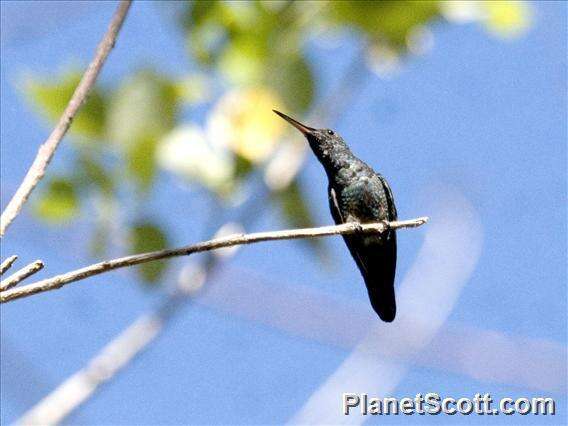 Image of Blue-vented Hummingbird