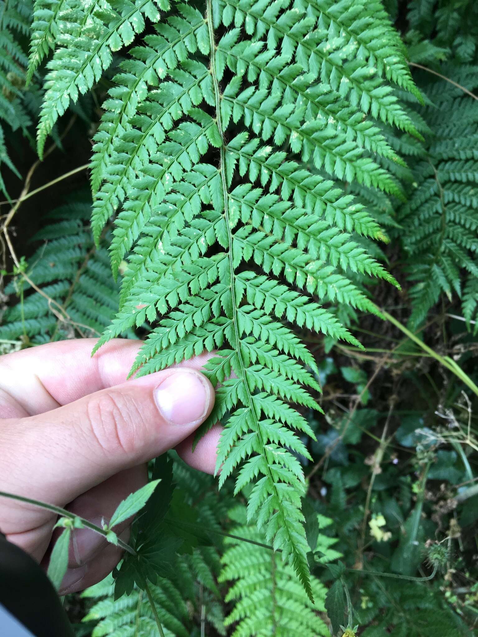 Image de polystic à soies