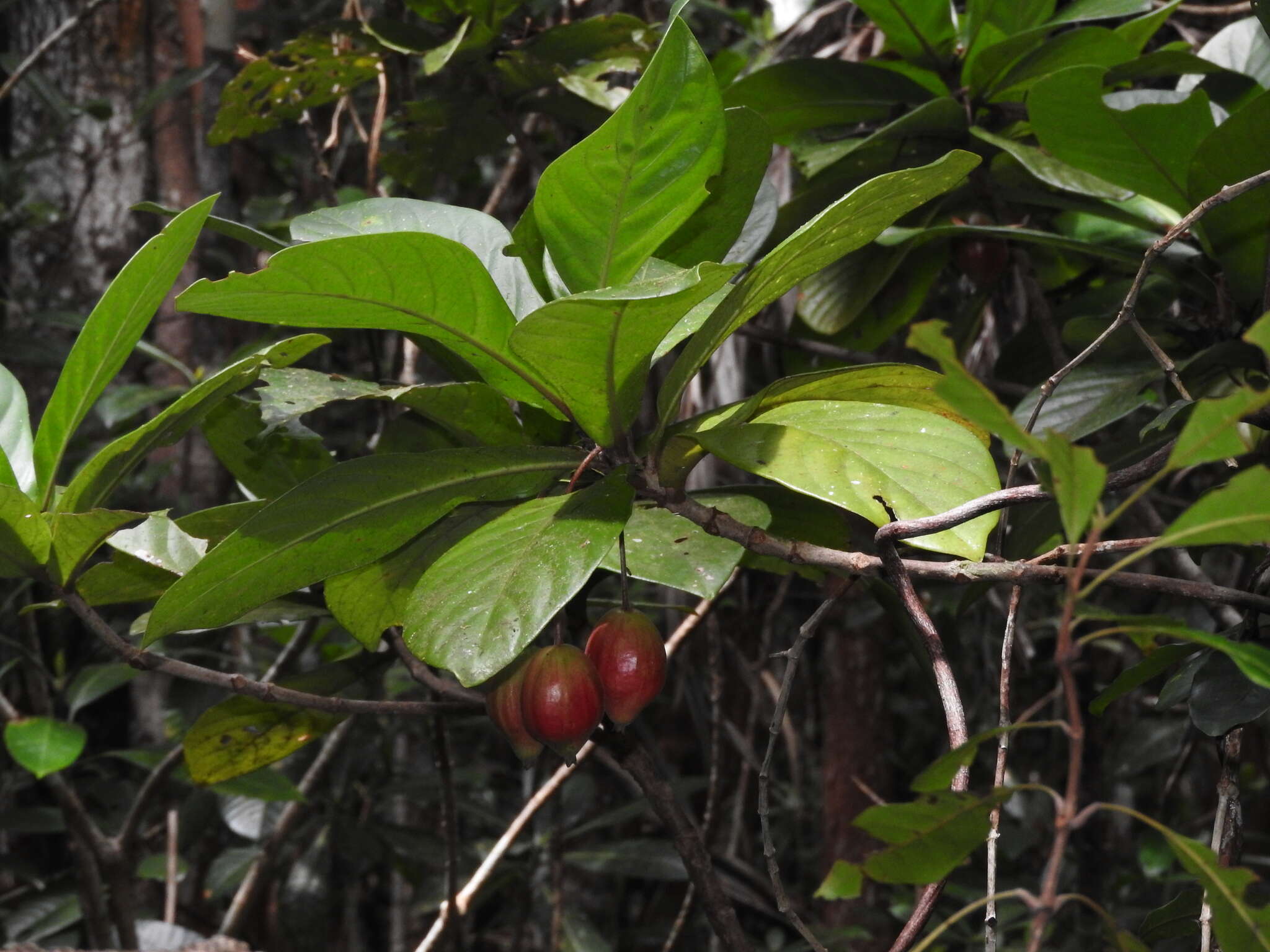 Image de Guettarda splendens Baill.