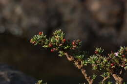 Image of Ehretia aquatica (Lour.) Gottschling & Hilger