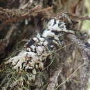 Image of tube lichen