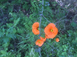 Image of windpoppy