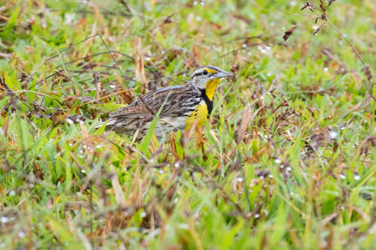 Image of Eastern Meadowlark