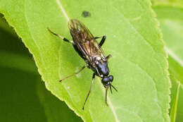 Image of Xylomya aterrima Johnson 1903