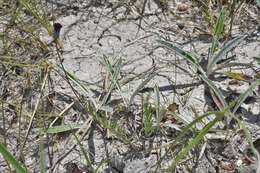 Image of Porophyllum linifolium (Ard.) DC.