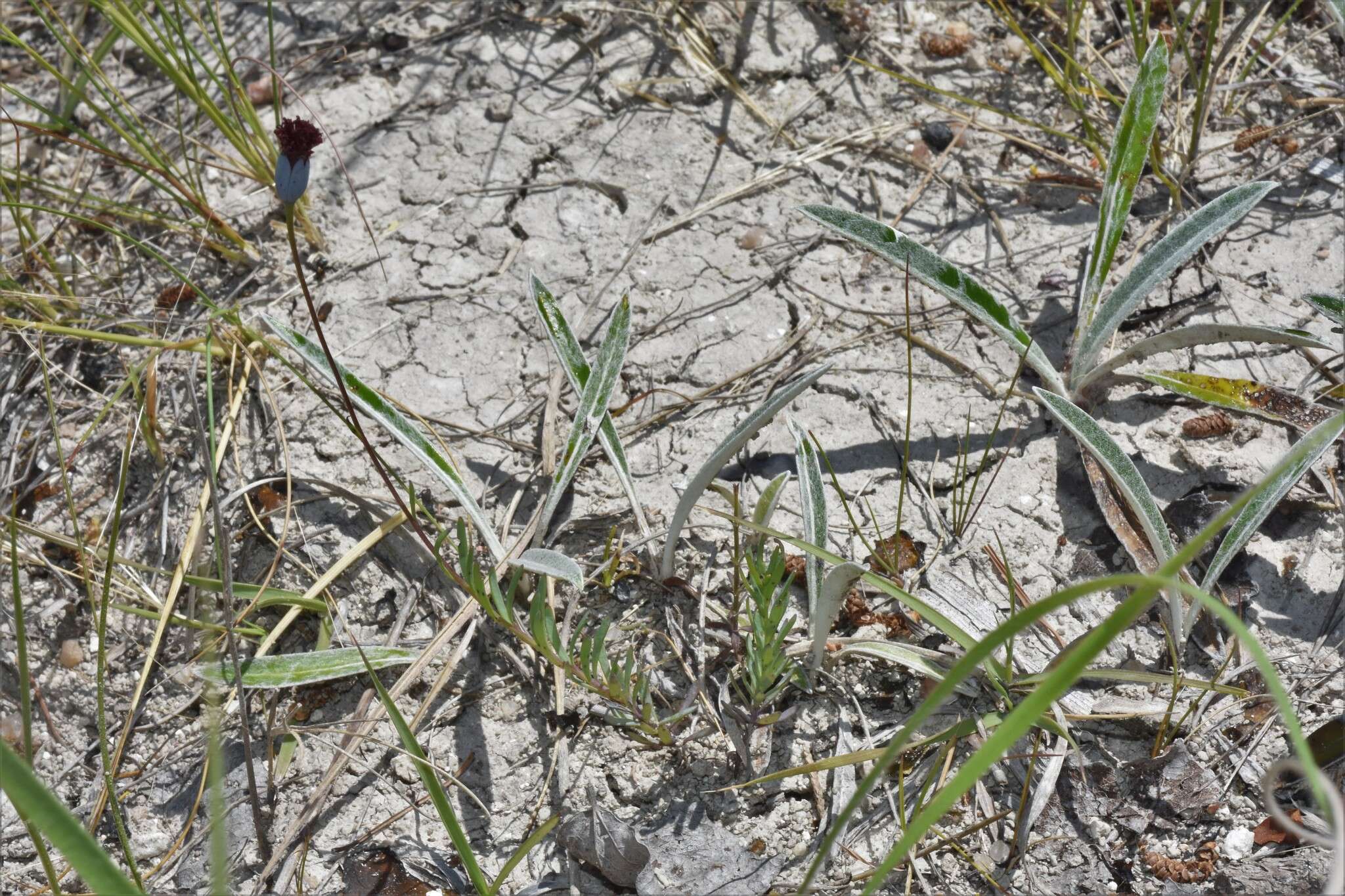 Image of Porophyllum linifolium (Ard.) DC.