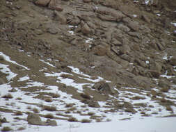 Image of Ladakh Urial
