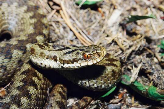 Image of Vipera berus berus (Linnaeus 1758)