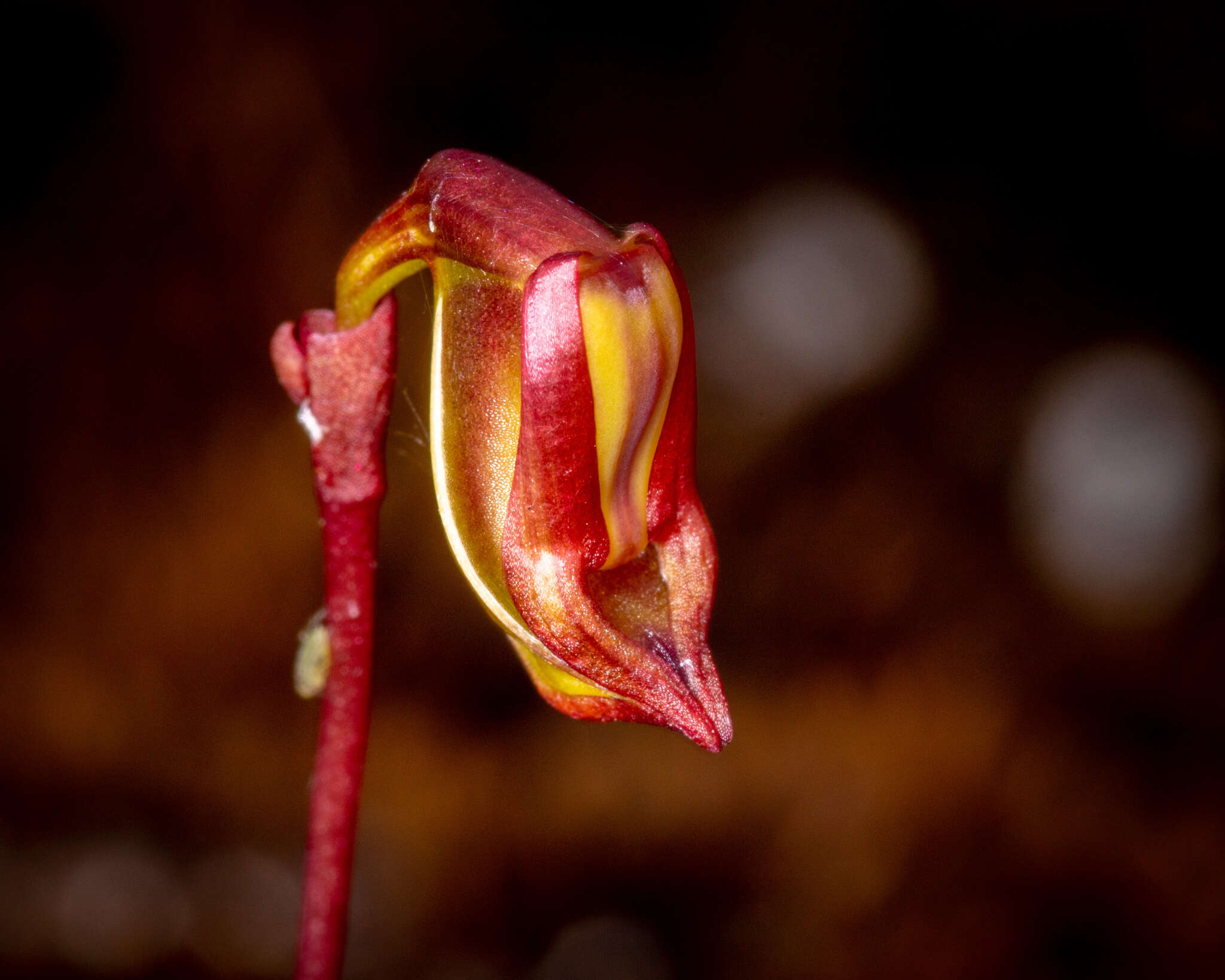 Image of Granite duck orchid