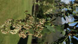 Image of Common Spike Thorn