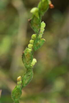 Image of Zornia gibbosa Span.