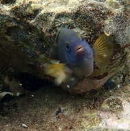 Image of White-tail damsel