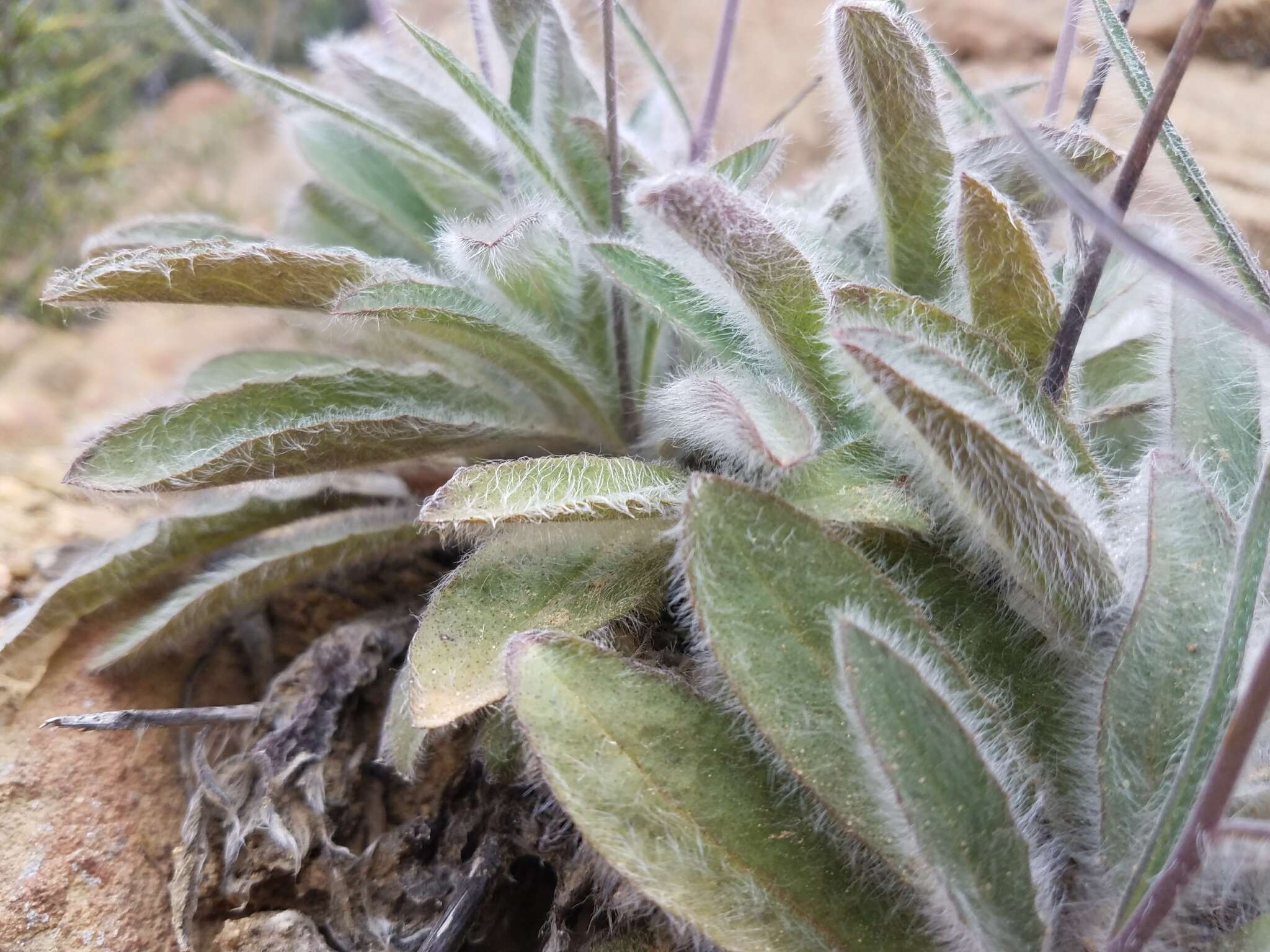 Image of southern hawkweed