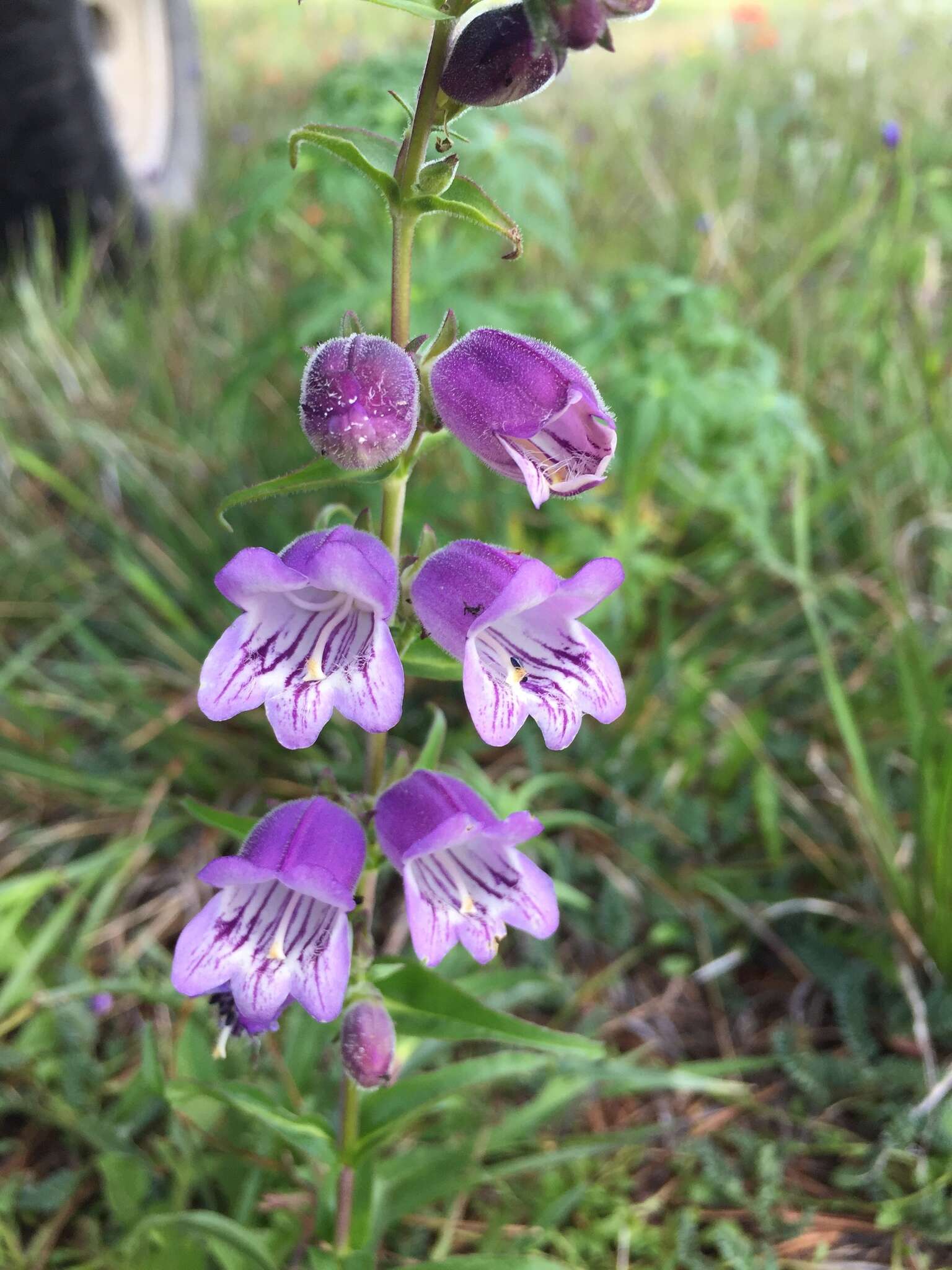 Penstemon leonensis Straw的圖片