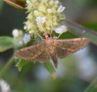 Image of Bean-leaf Webworm Moth