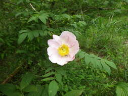 Image of Rosa hirtula (Regel) Nakai