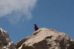 Image of Cape Rock-jumper