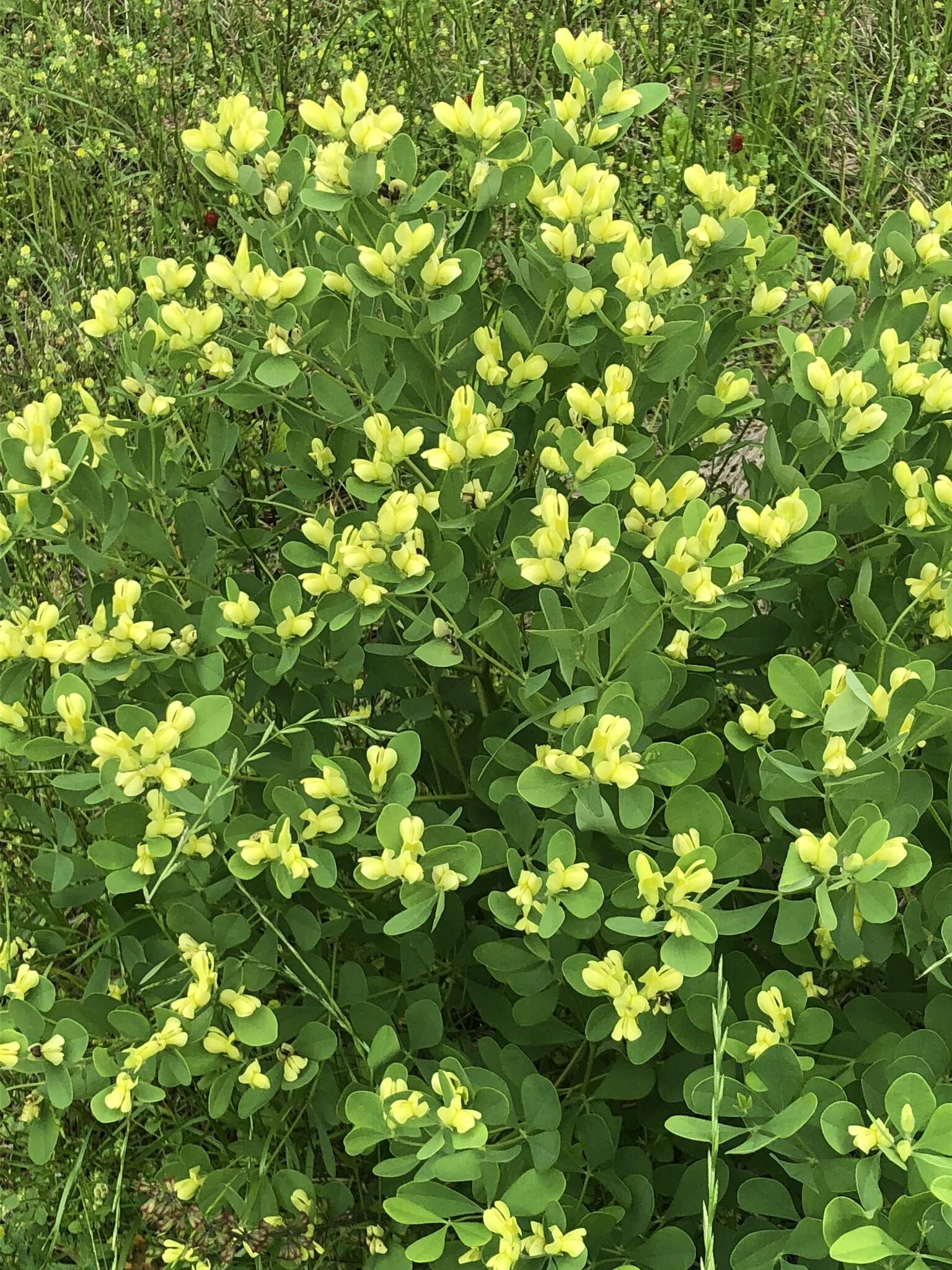 Image of Nuttall's wild indigo