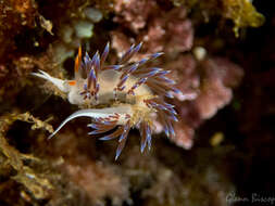 Image of Cratena Slug