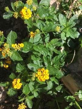 Lantana polyacantha Schauer resmi