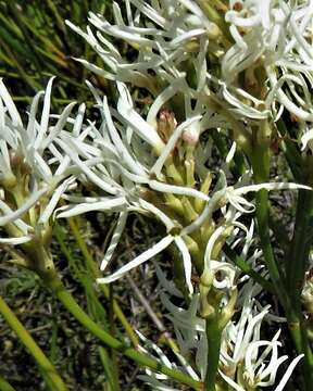 Image of Conospermum teretifolium R. Br.