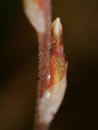 Image de Danhatchia australis (Hatch) Garay & Christenson