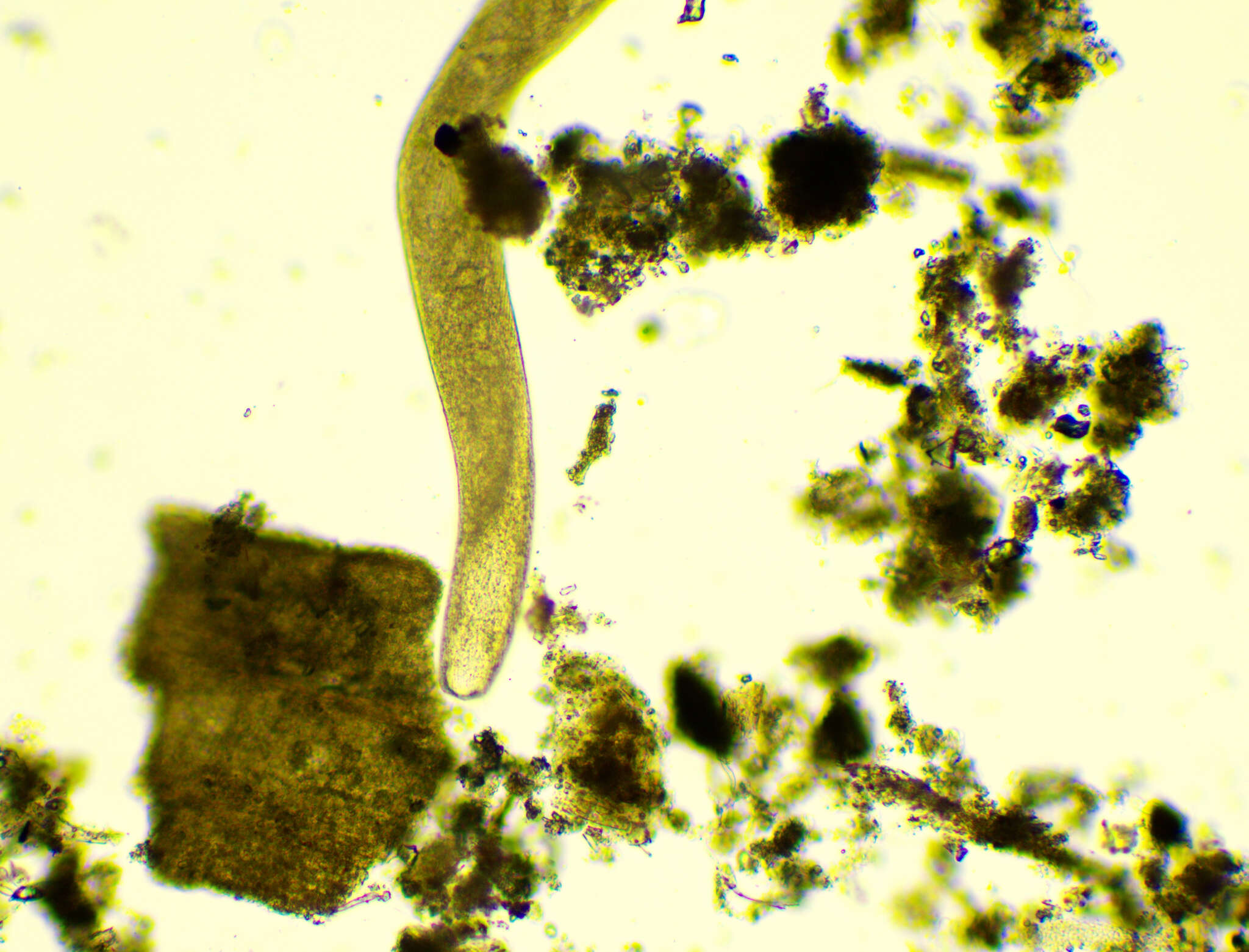 Image of Spirostomum ambiguum