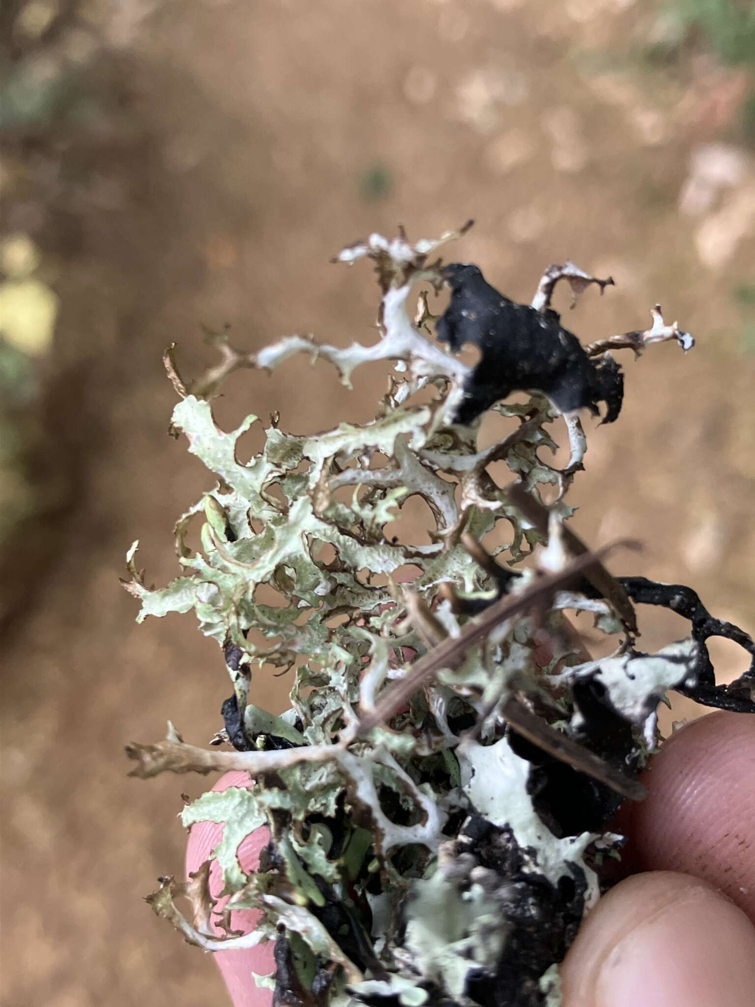 Image of ragged lichen