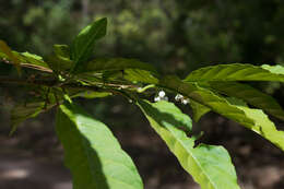 Solanum nigricans Mart. & Gal.的圖片