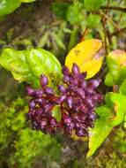 Image of Viburnum treleasei Gand.