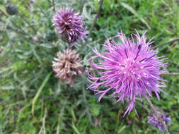 Image of greater knapweed