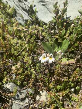 Image of Euphrasia laingii Petrie