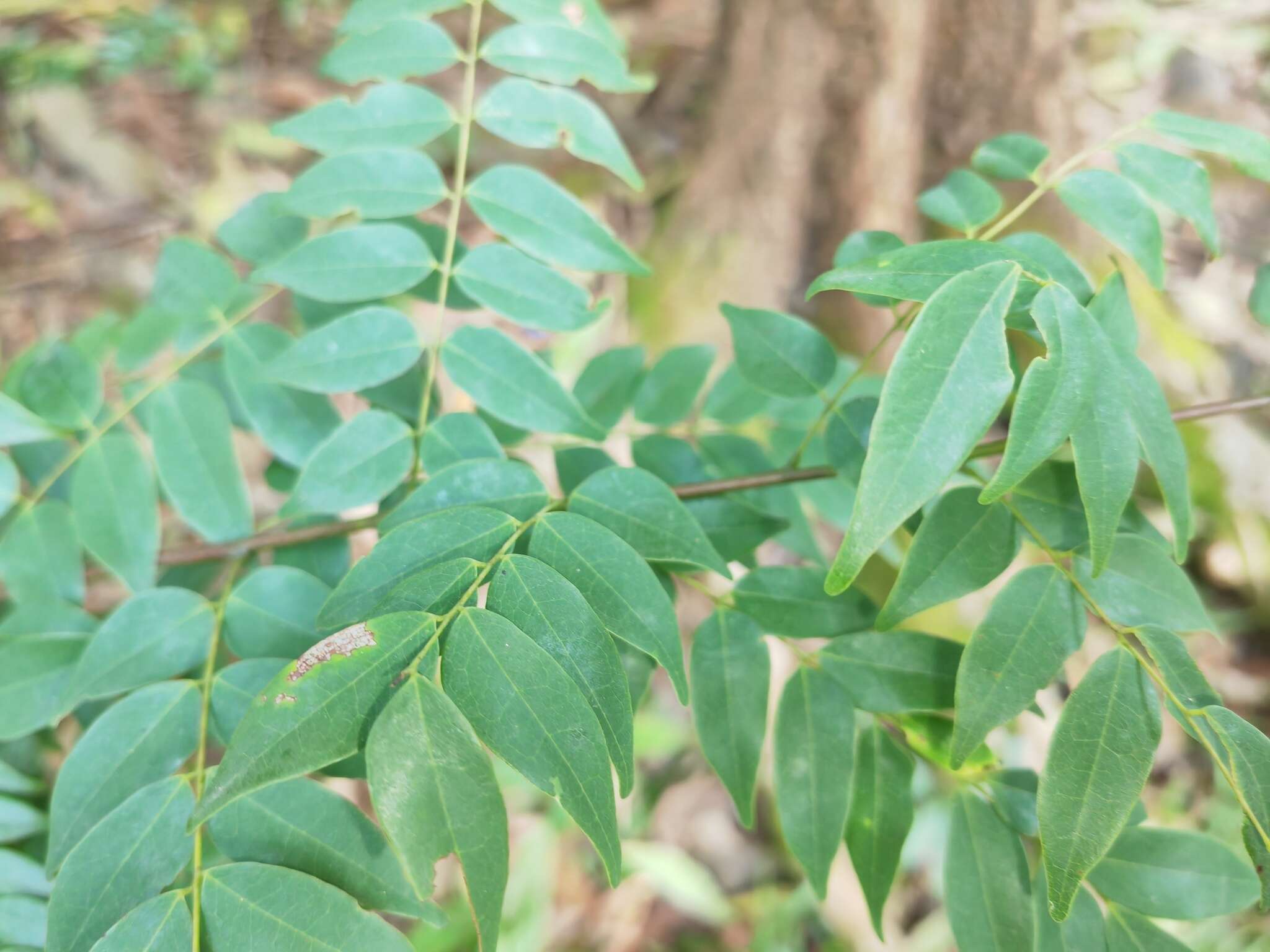 Image of Rourea microphylla (Hook. & Arn.) Planch.