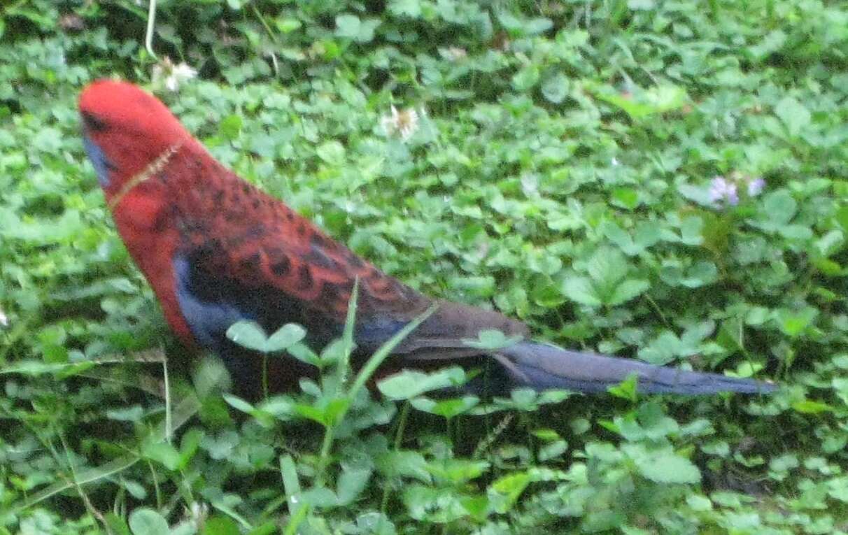 Image of Crimson Rosella