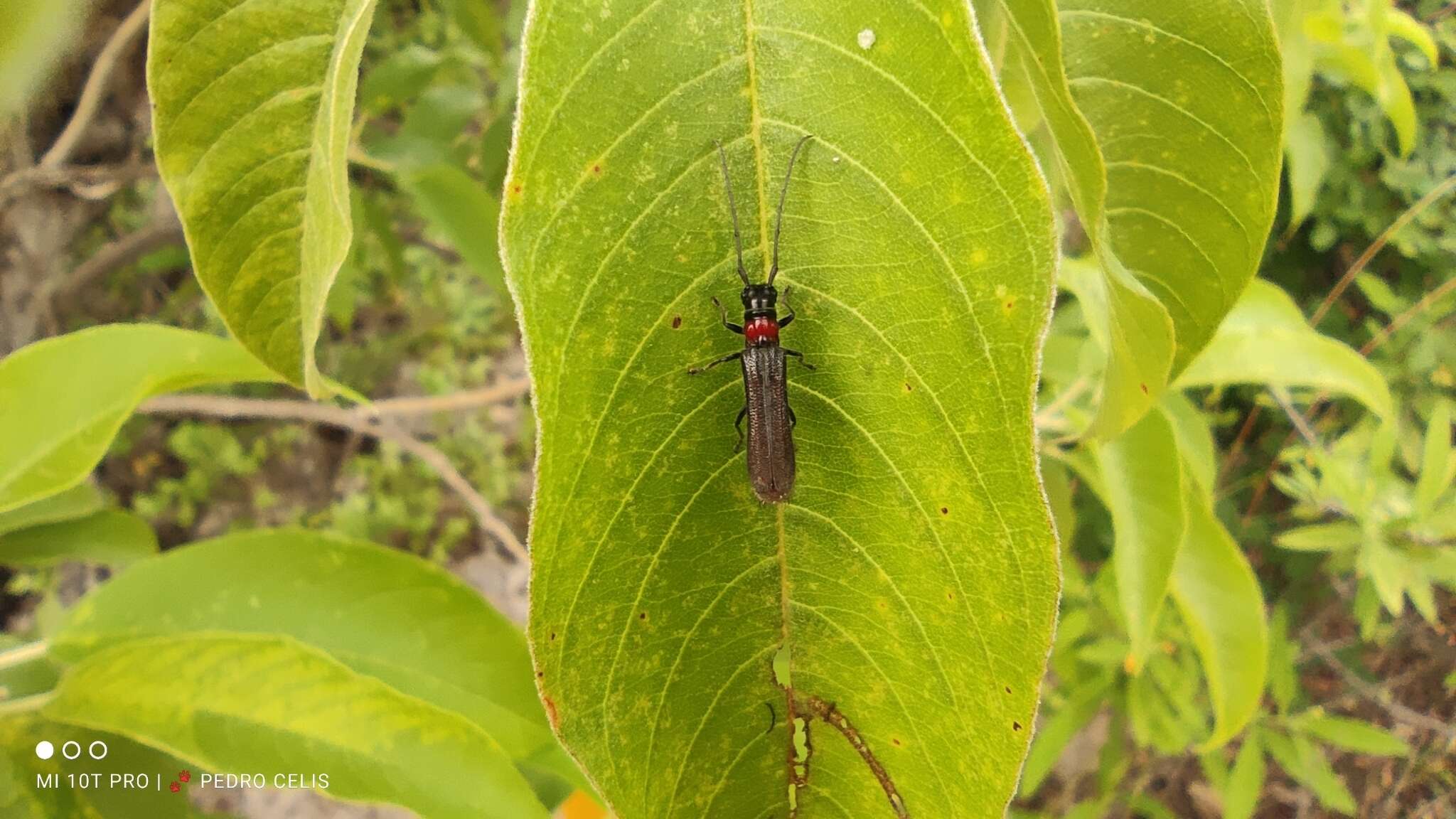 Image of Phaea erinae Chemsak 2000