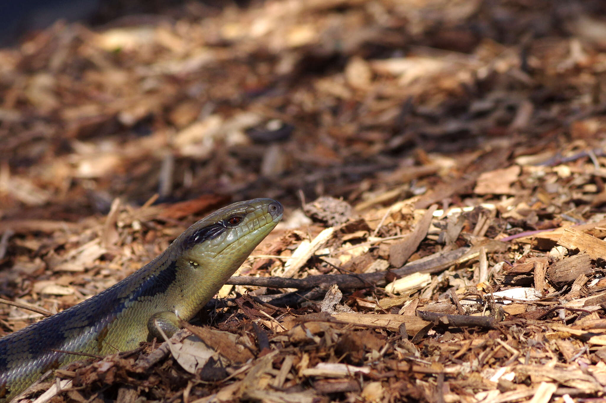 Image of Tiliqua scincoides scincoides (White 1790)