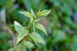 Image of Prinsepia scandens Hayata