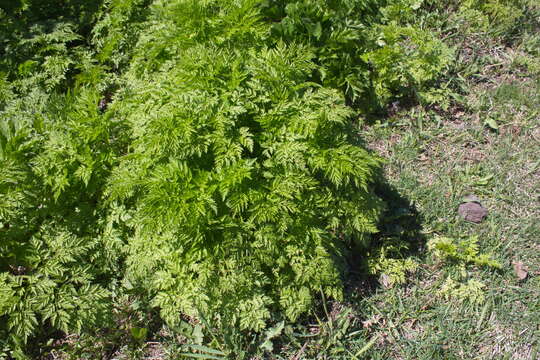 Image of Anthriscus sylvestris subsp. sylvestris