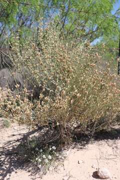 Image of Torrey Ephedra