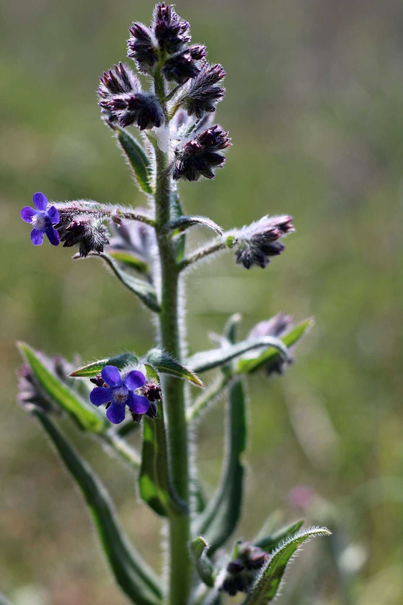 Image of Italian bugloss