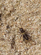 Image of Field cricket