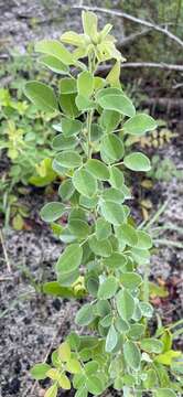 Image of Curtiss' lespedeza