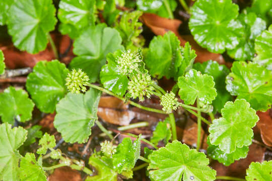 Image of Hydrocotyle mexicana Cham. & Schltdl.