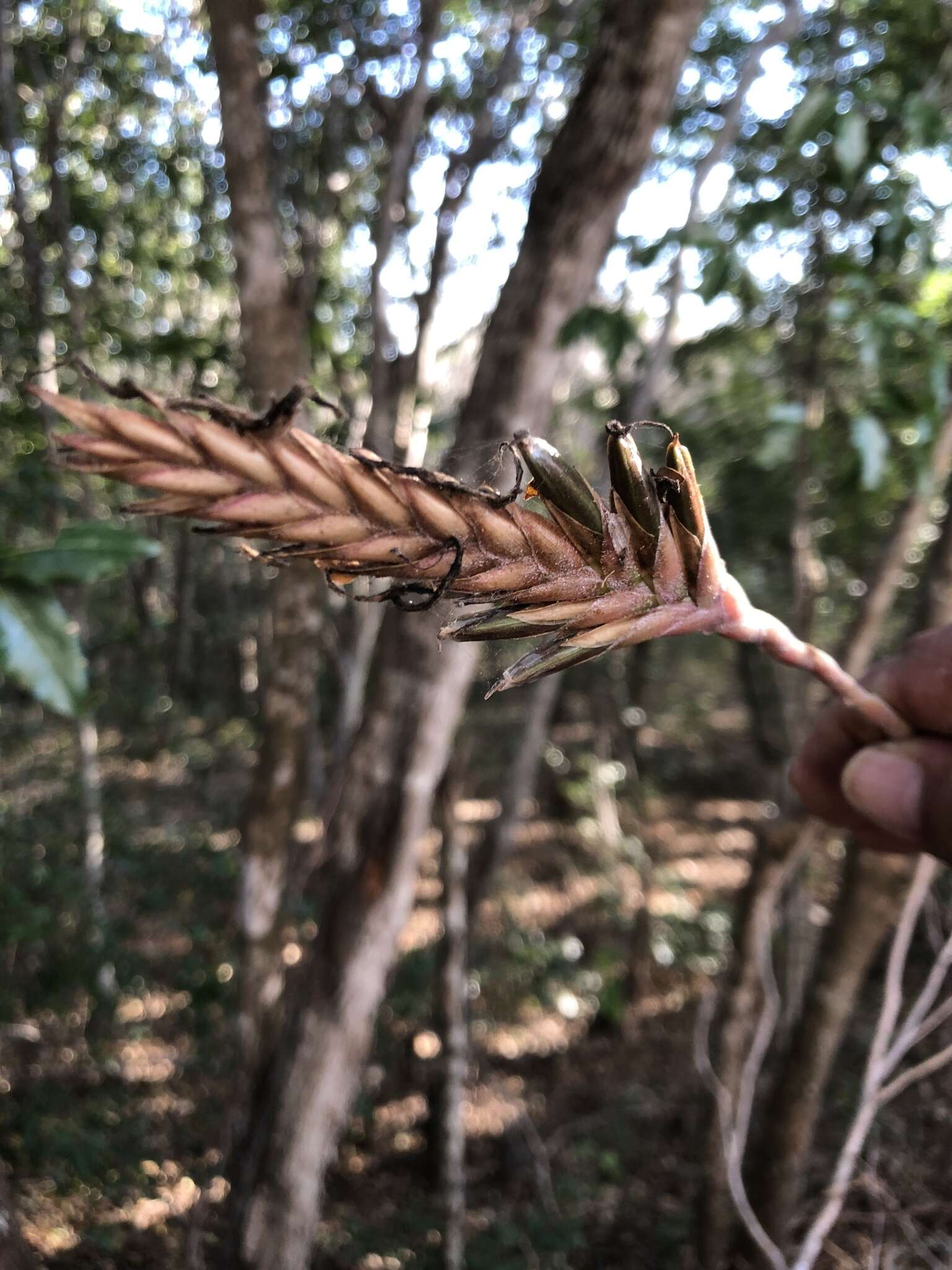 Tillandsia exserta Fernald resmi